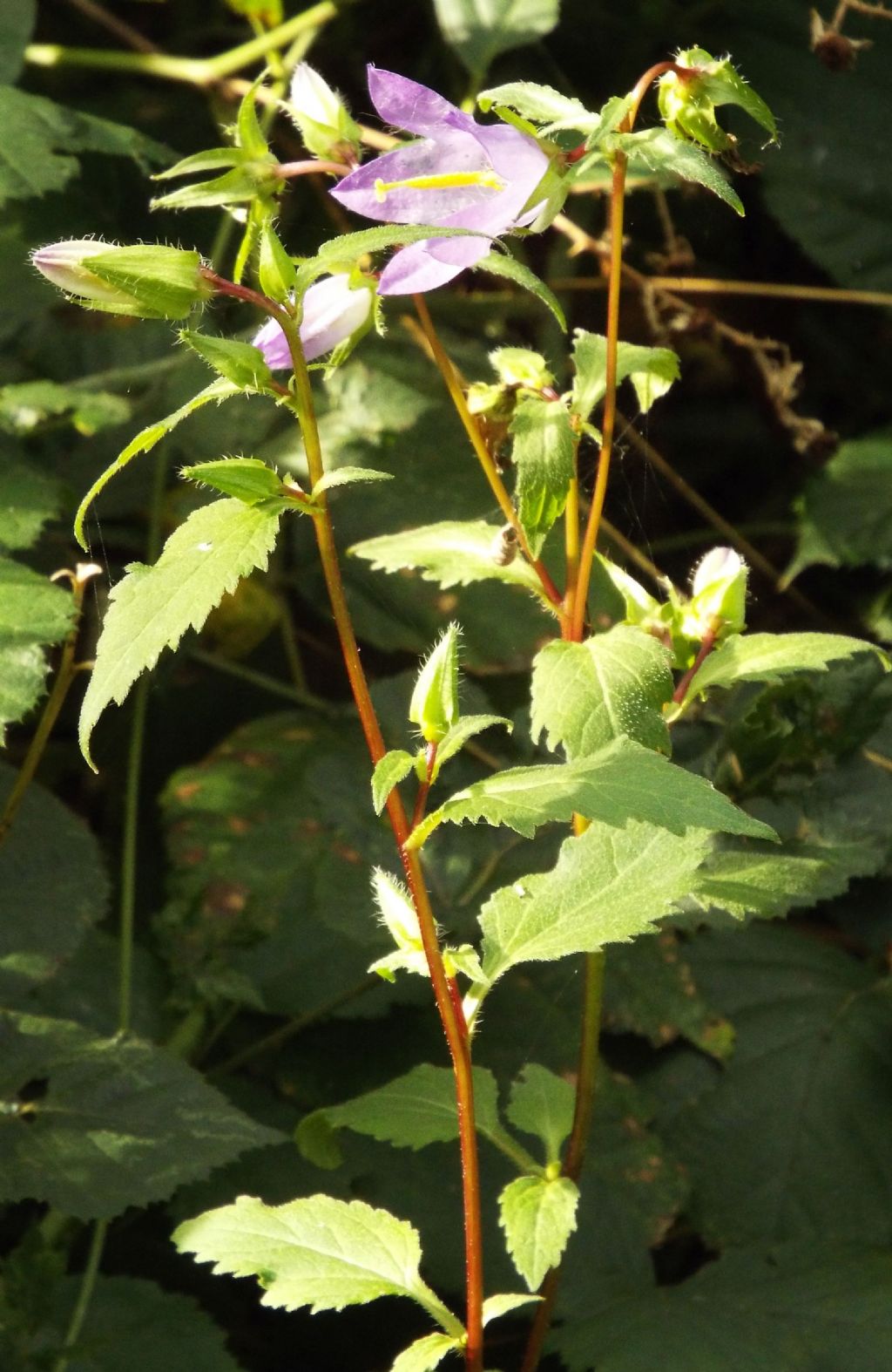 Campanula trachelium